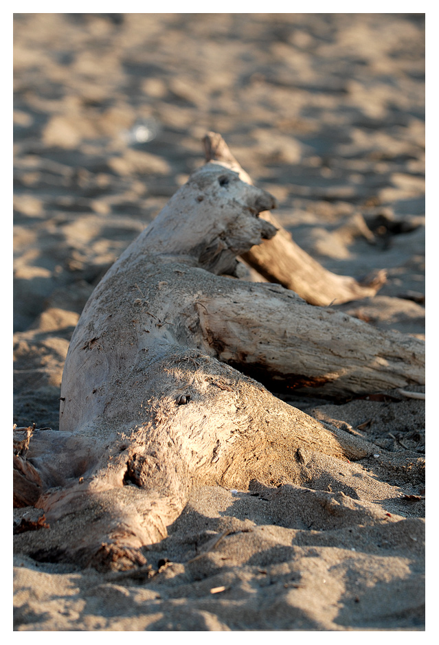 :: fui cane, poi pecora ::