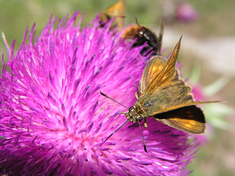 Macro