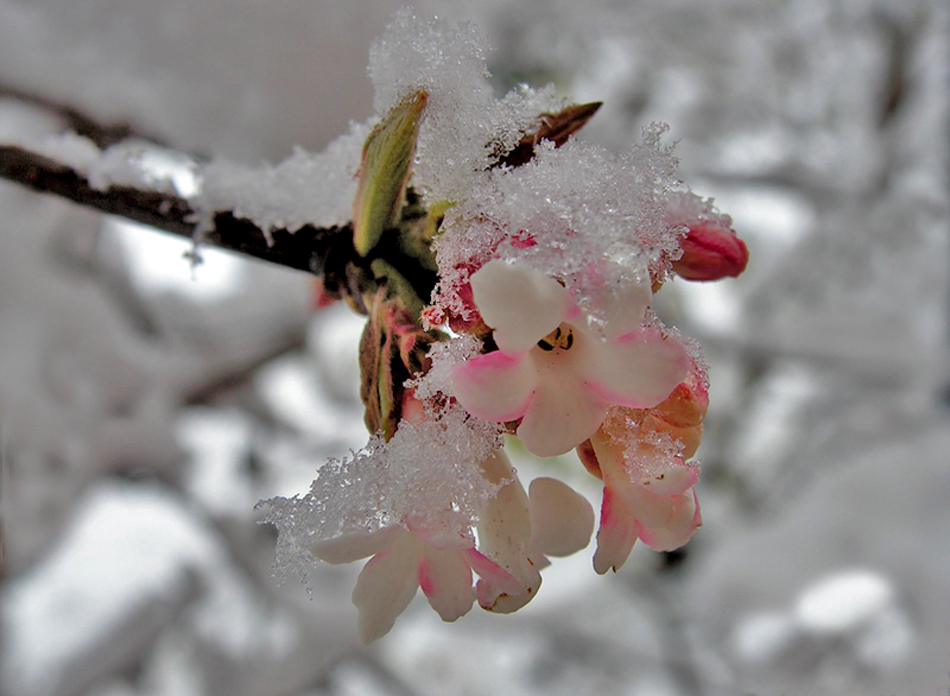 primavera in inverno