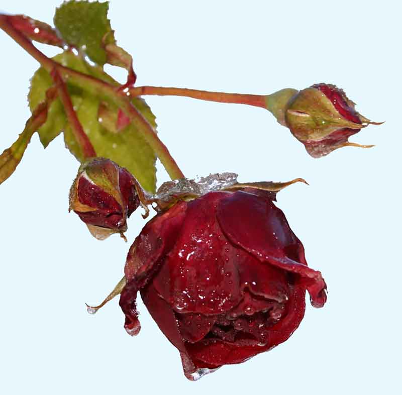 Una rosa fredda per tutte le befane AUGURI