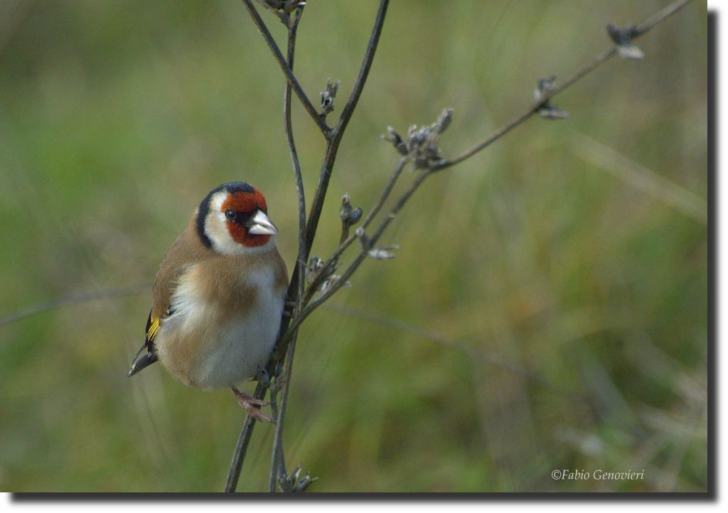 Simpatia formato  cardellino