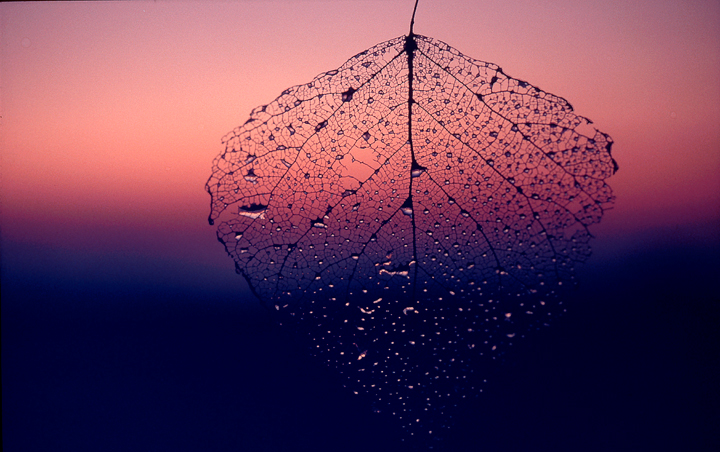 LA FOGLIA CHE VENNE DAL PASSATO