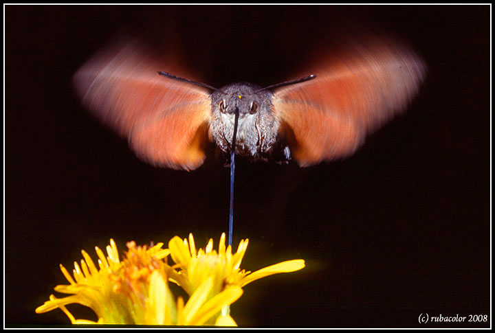 La magia della natura