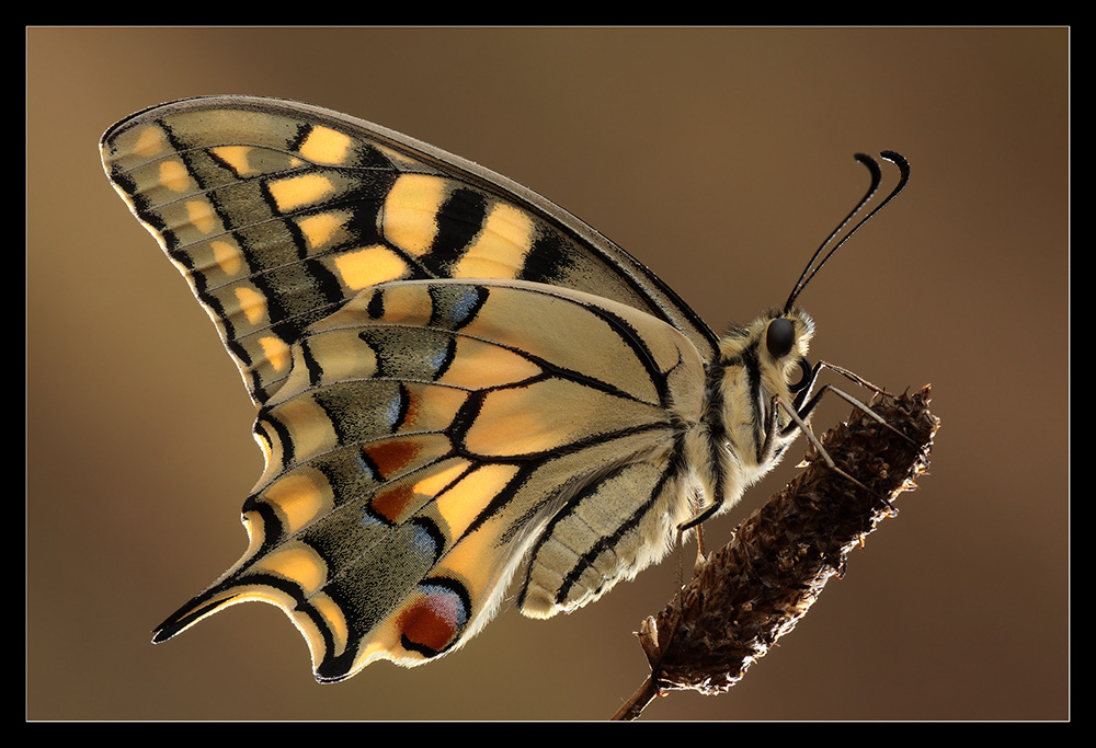 Macaone in controluce