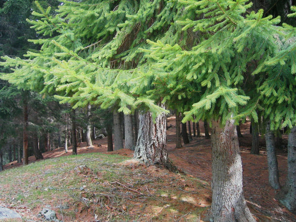 pineta (rimella)