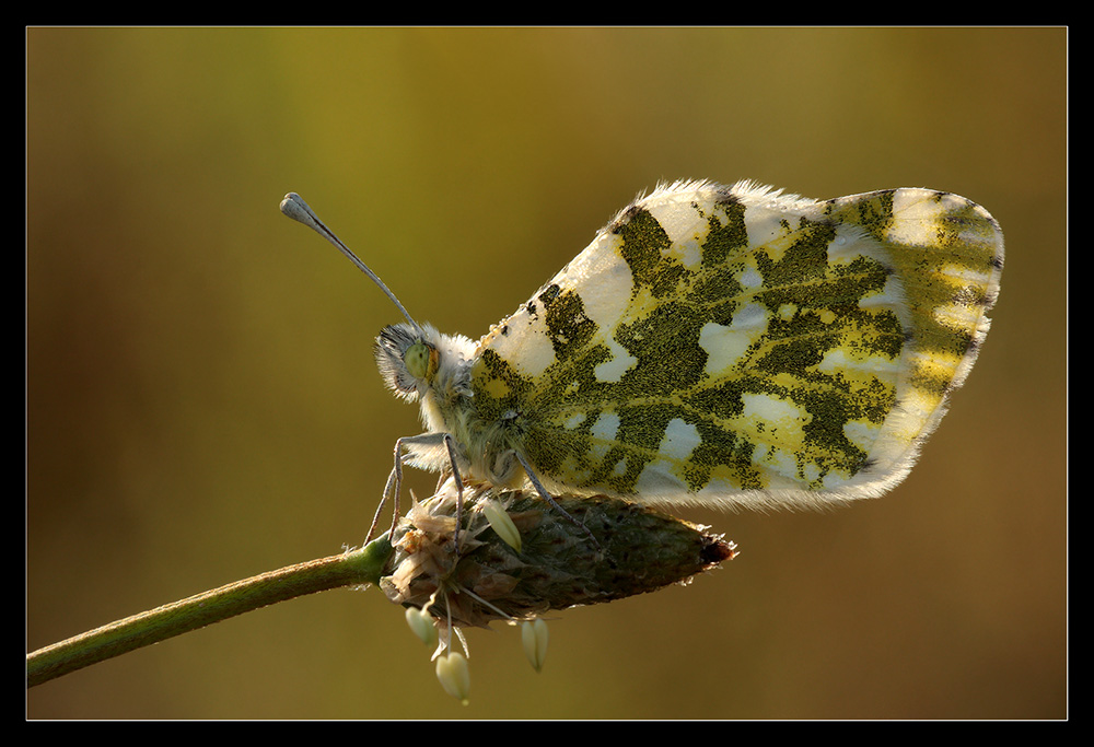 Anthocaris cardamines in controluce