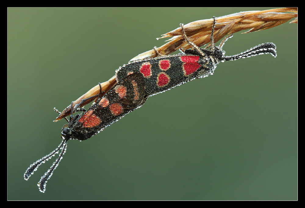 Accoppiamento zygaena
