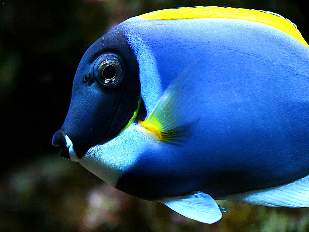 chirurgo dalla gola bianca