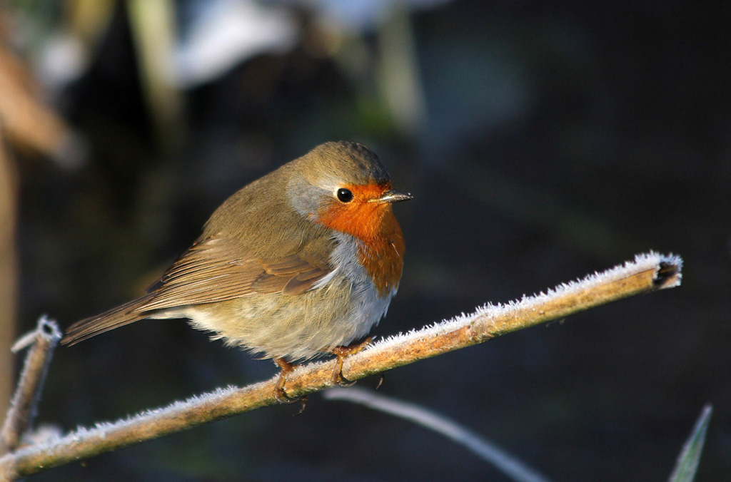 Pettirosso fotomodello