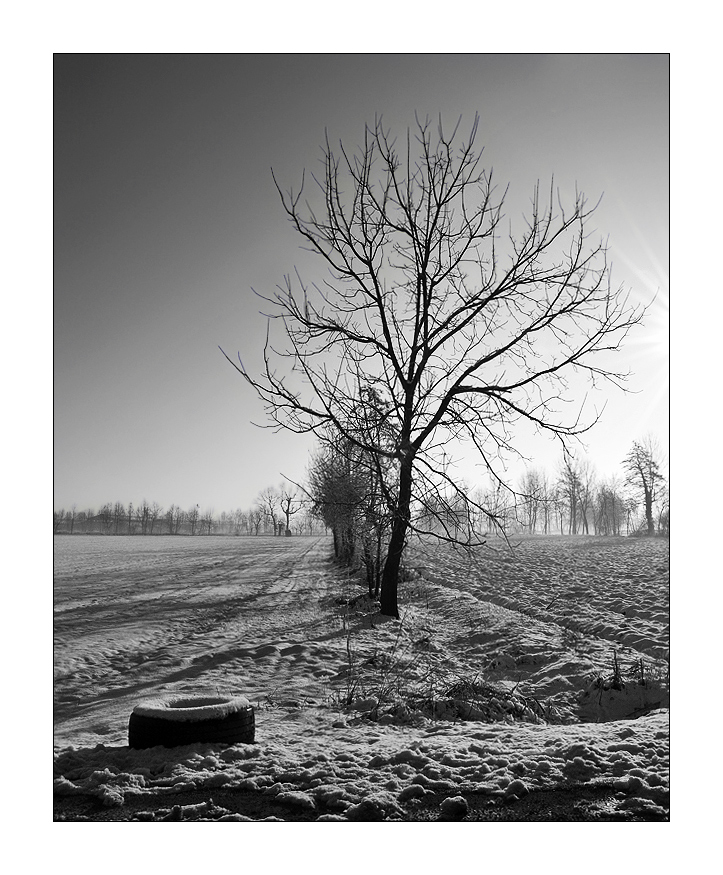 ...non abbandonateli...