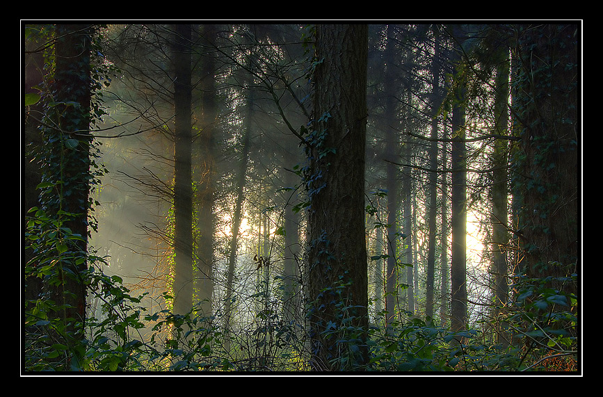 Luce nella foresta
