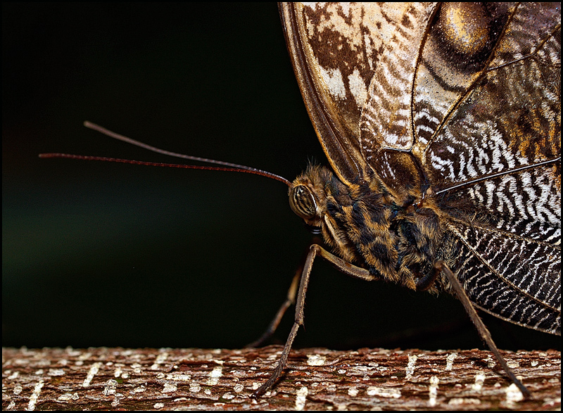 Satyride altro profilo