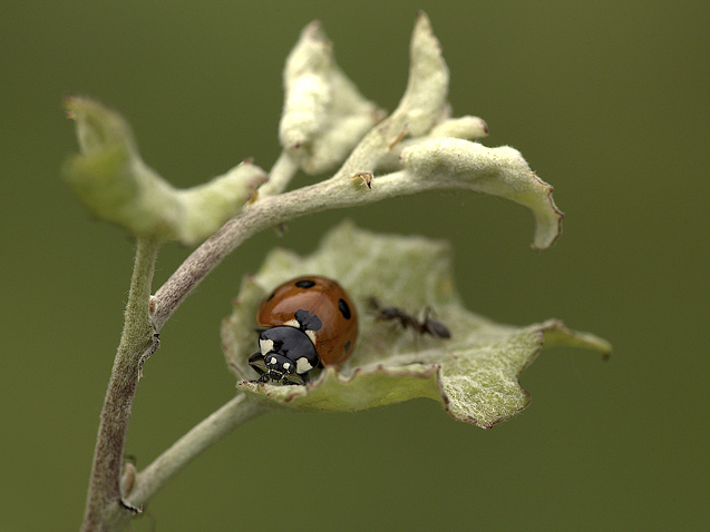 Coccinella