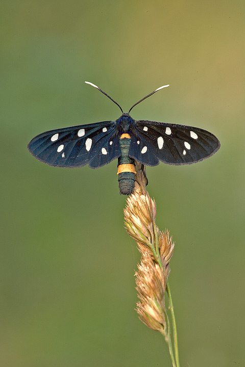 Amata phegea