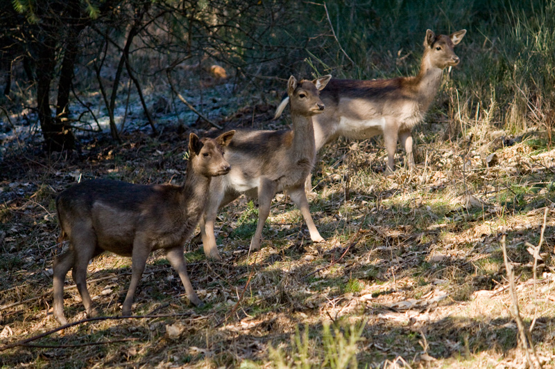 Incontri ravvicinati