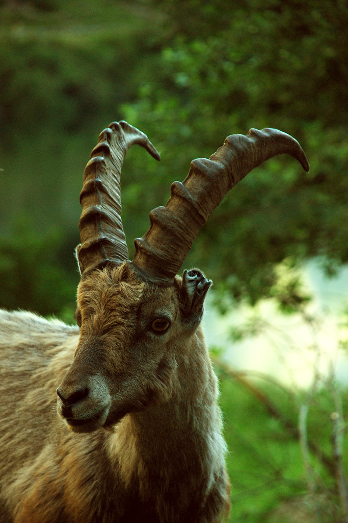 stambecco sulla discesa del chiotas