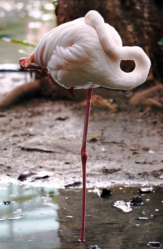 Phoenicopterus ruber