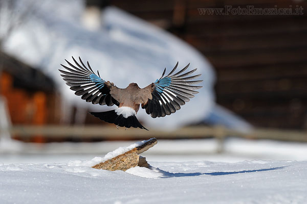 Ghiandaia in volo - un paesaggio suggestivo