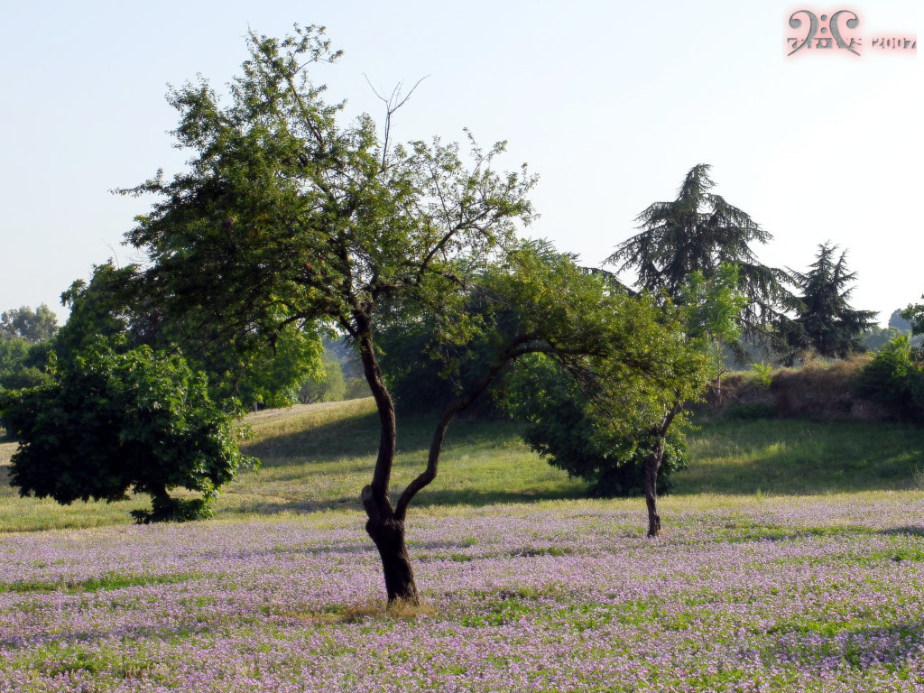 Albero A Villa Pamphili