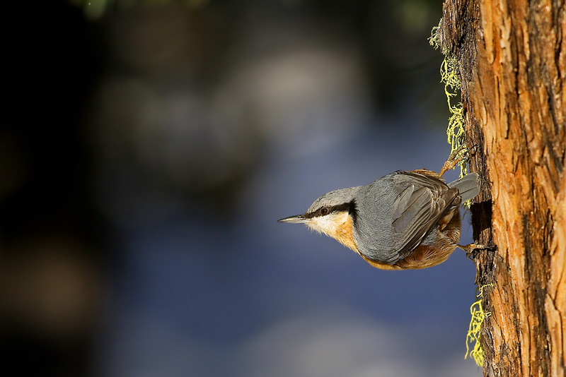 Picchio muratore - sitta europea