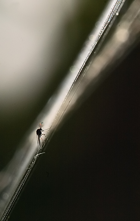 Sottile linea della vita/morte