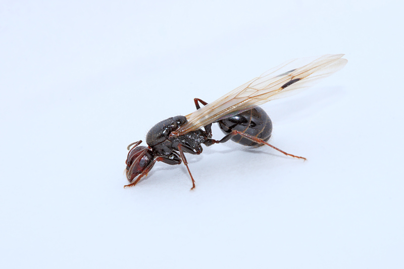 Formica alata (Imenottero)