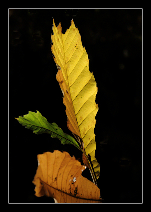 pensando a Caravaggio