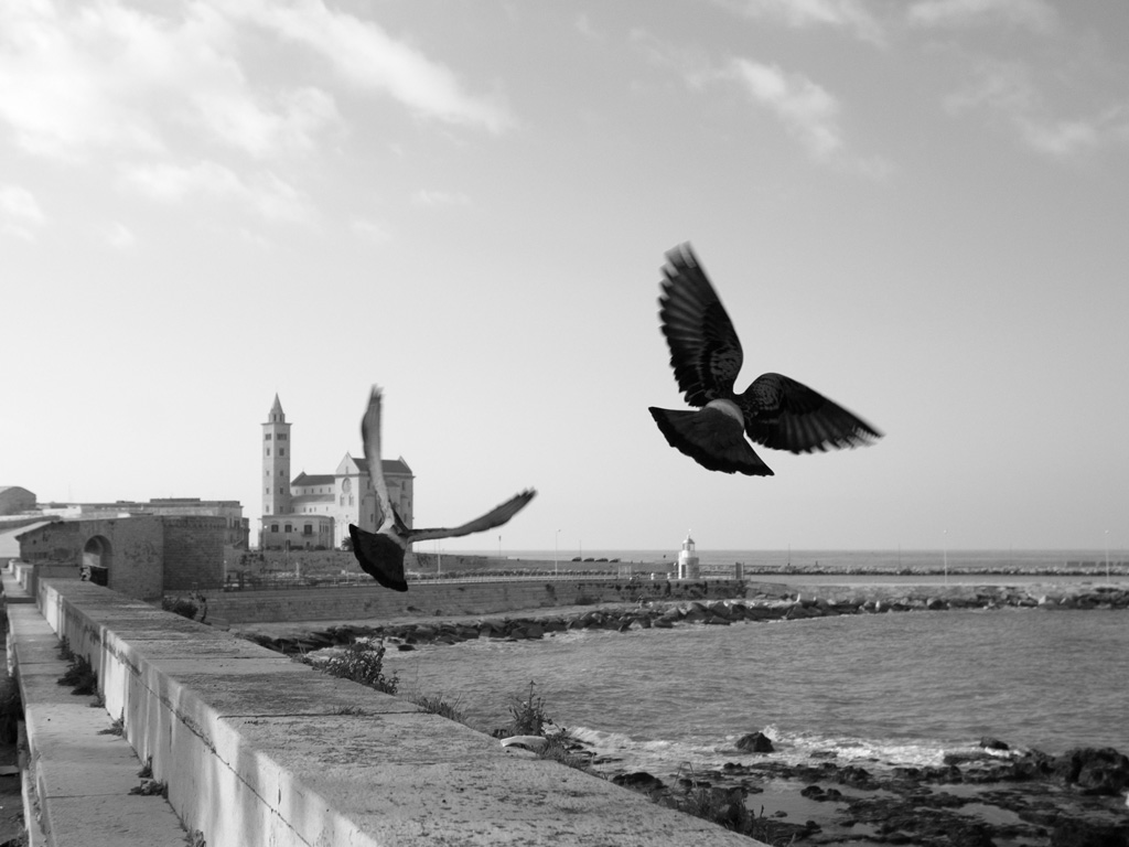 Trani, Cattedrale