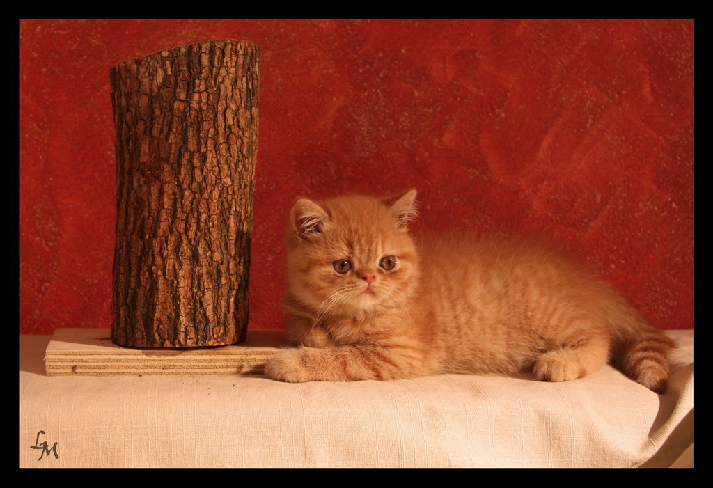 Curry - Exotic Shortair