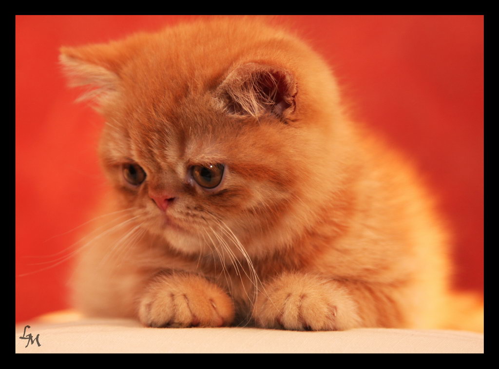 Curry - Exotic Shortair