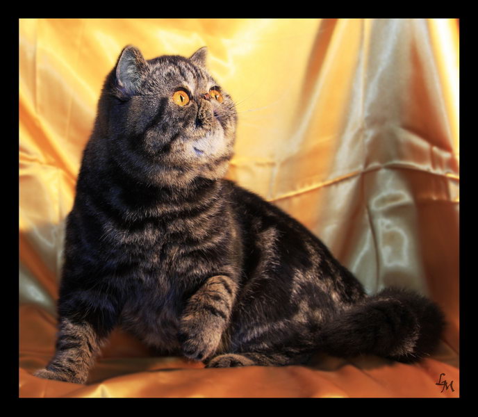 Nicol� - allevamento Shenny (PT)