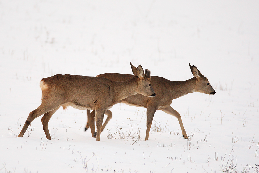 Capriolini da punta ^_^
