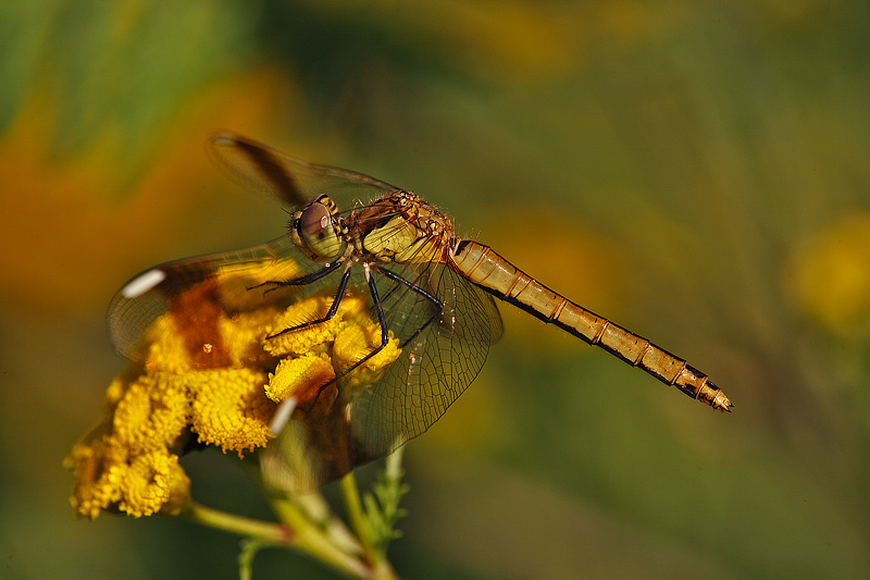 Quando domina il giallo