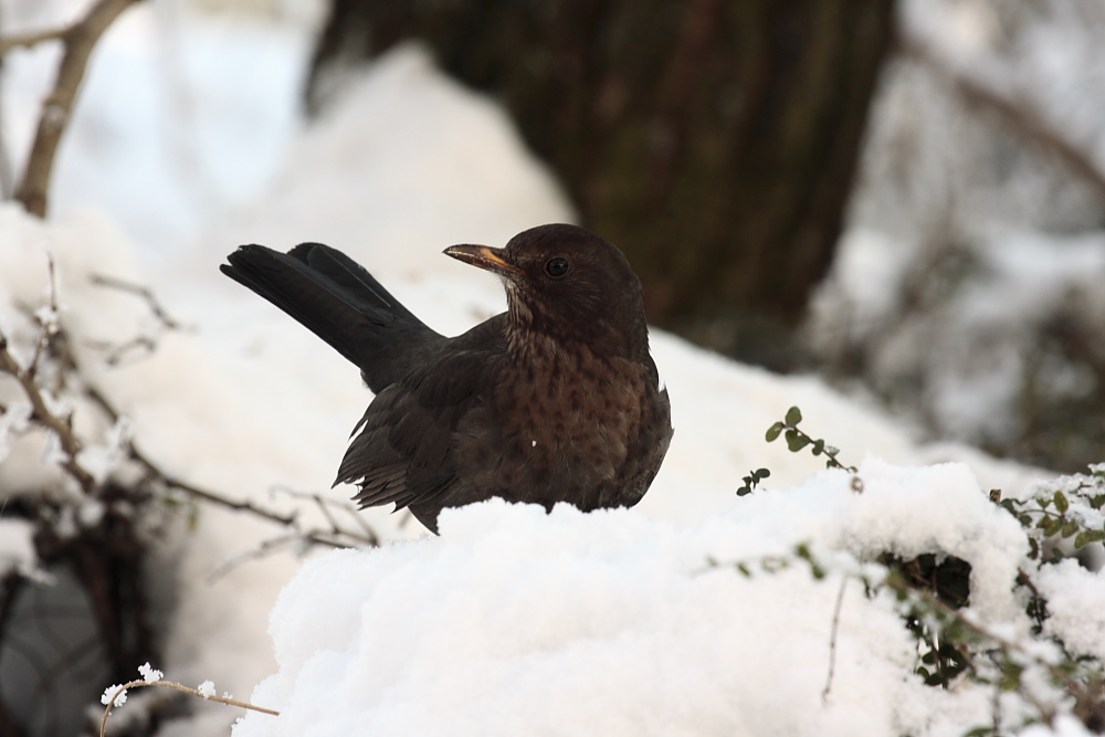 Merlo, Centro cicogne e anatidi Lipu di Racconigi