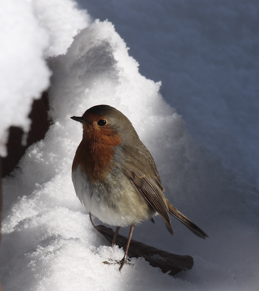 Pettirosso, Centro Cicogne e Anatridi Lipu Racconigi