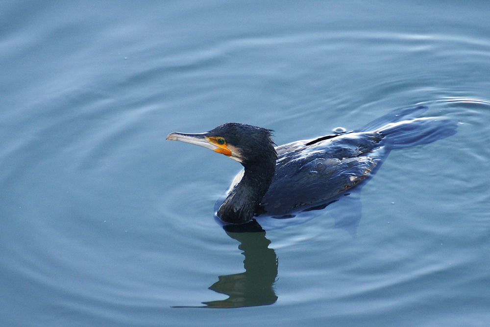 Cormorano