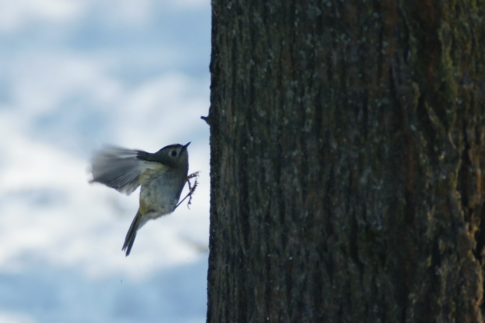 Atterraggio in verticale