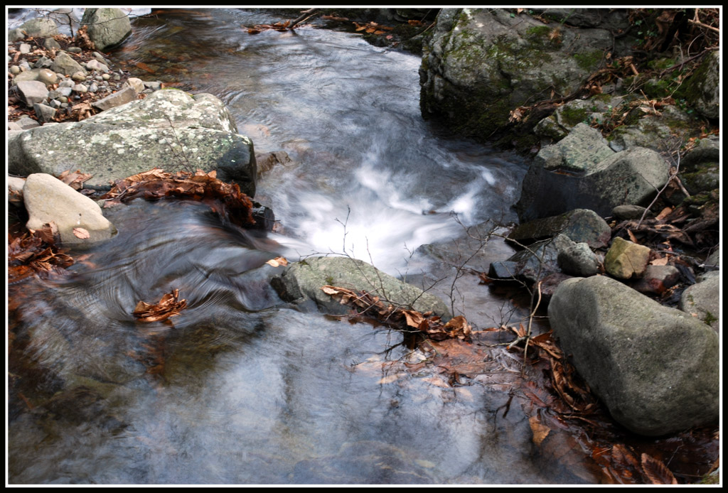 I COLORI DEL BOSCO...