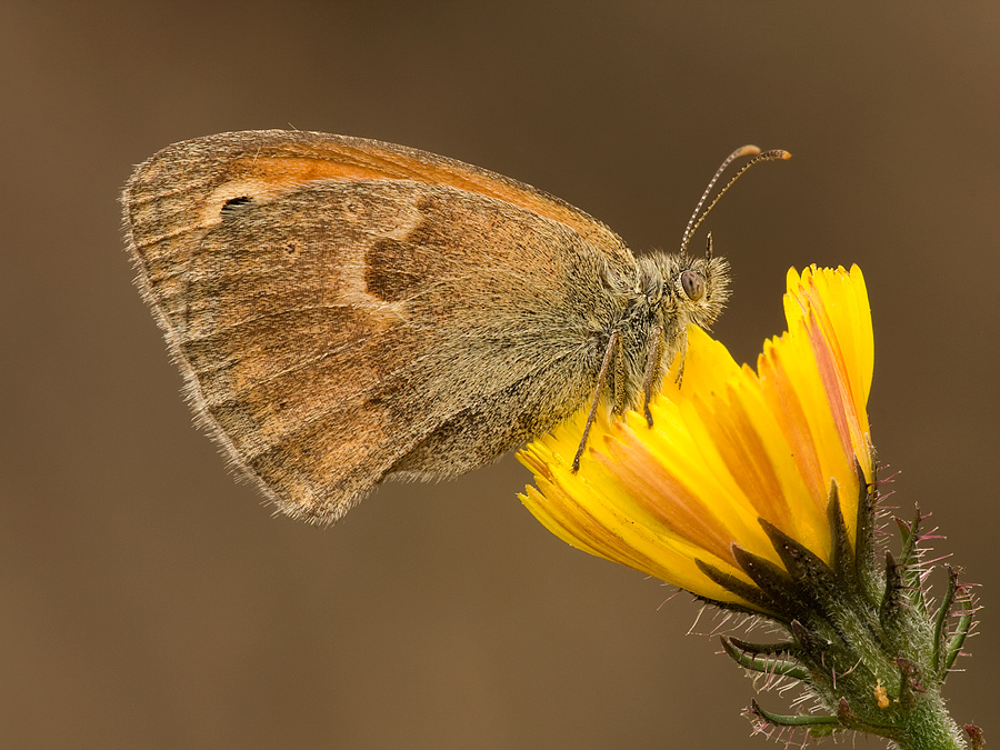 Maniola jurtina - Satiride