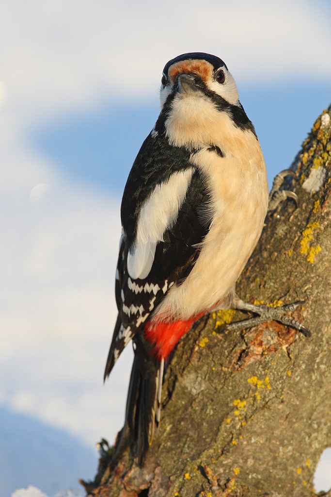 Femmina di picchio rosso