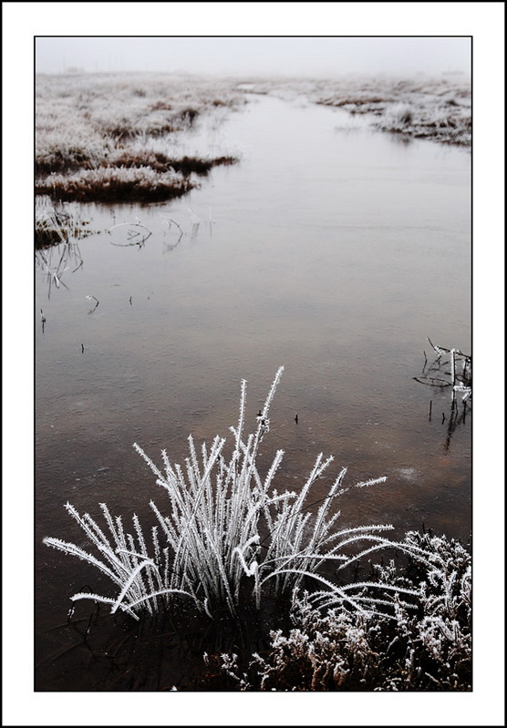 Fiori nuovi d'Inverno...