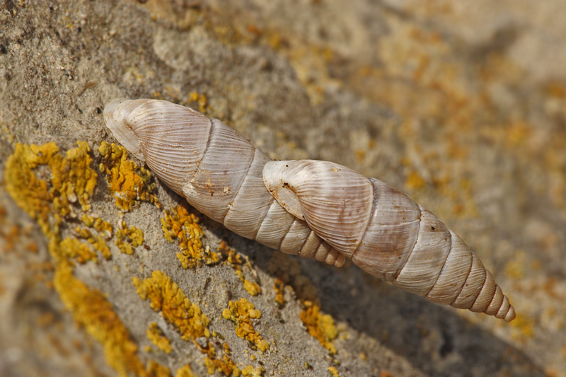 Solatopupa juliana 2