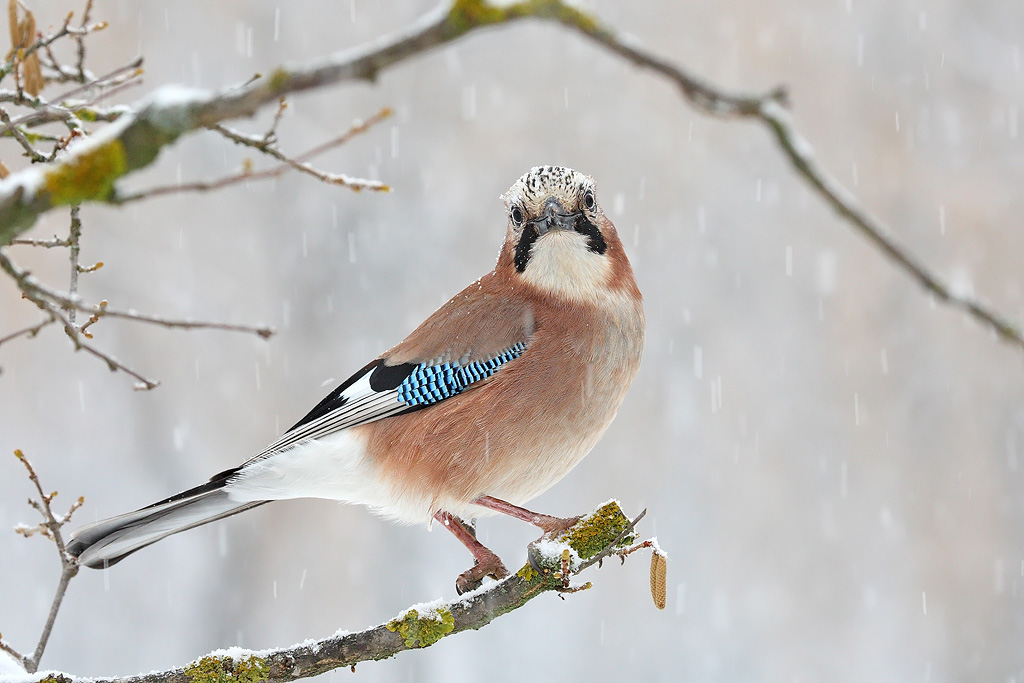 Ghiandaia sotto la nevicata