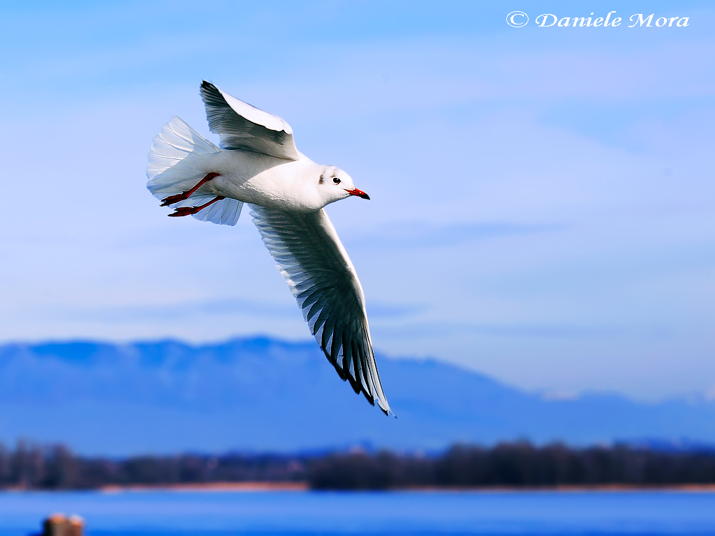 Un Gabbiano ad Arona