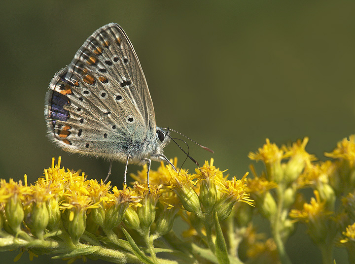 Inflazionata......ma sempre graziosa.