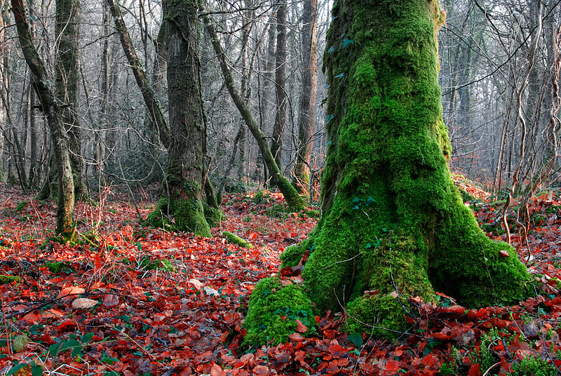 Il muschio e le foglie