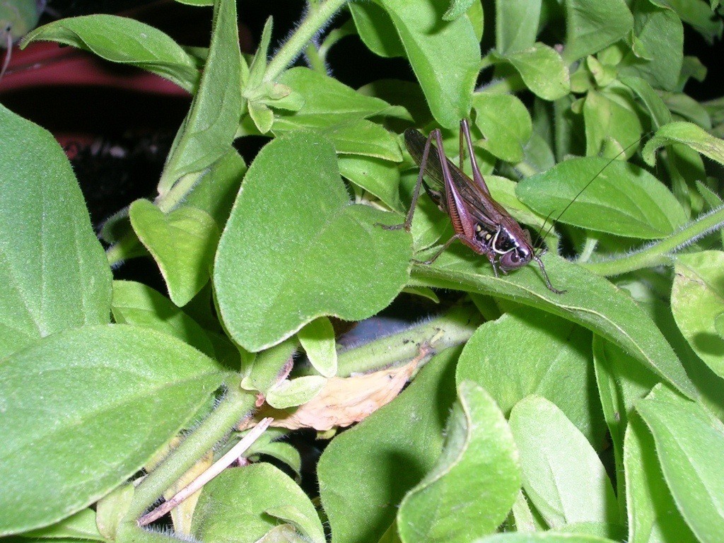 un grillo.....probabilmente parlante