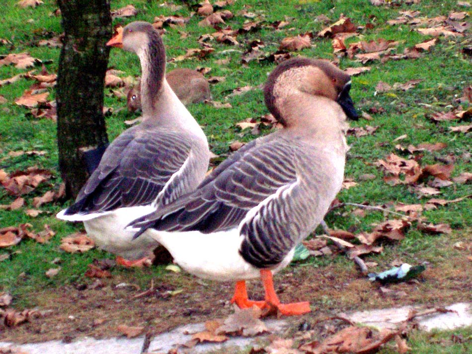 01 180109   Giardino  Due oche distratte