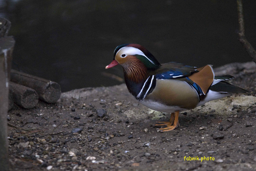 Parco ( tropicale) del castello di Miramare Trieste