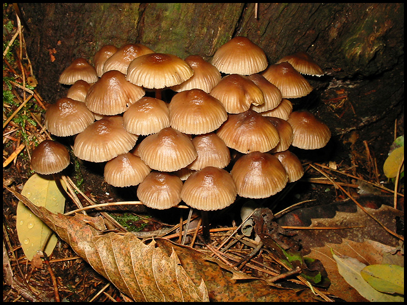 Funghi
